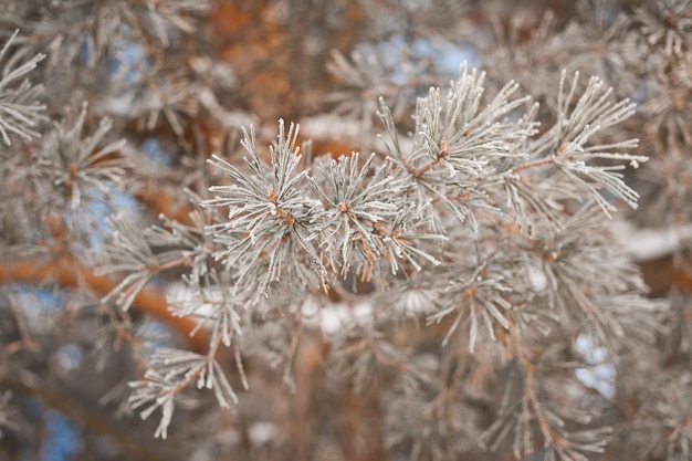 Closeup de galhos de pinheiro cobertos de gelo 4004