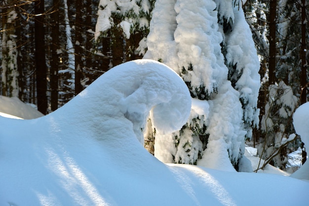 Closeup de galhos de pinheiros cobertos de neve fresca caída na floresta de montanha de inverno em um dia frio e brilhante.