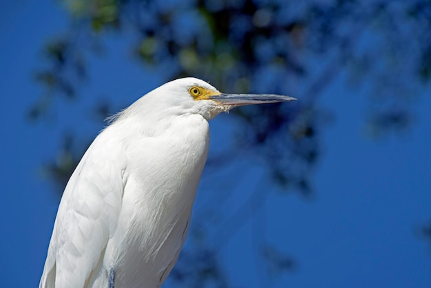 Closeup de garça branca sobre o céu azul