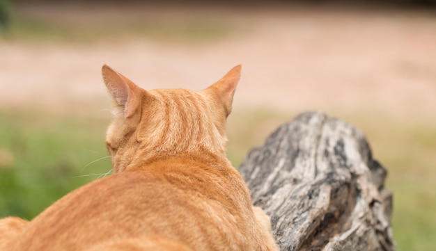 Closeup de gato amarelo bonito permaneça ao ar livre