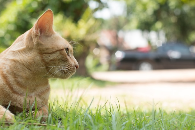 closeup de gato amarelo bonito permanece no chão da grama verde