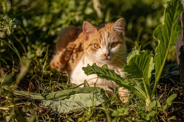 closeup de gato amarelo em uma plantação de repolho