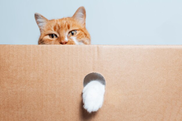 Closeup de gato brincalhão vermelho-branco segurando a pata no buraco redondo da caixa de papelão