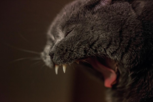 Closeup de gato com raiva O gato rosna