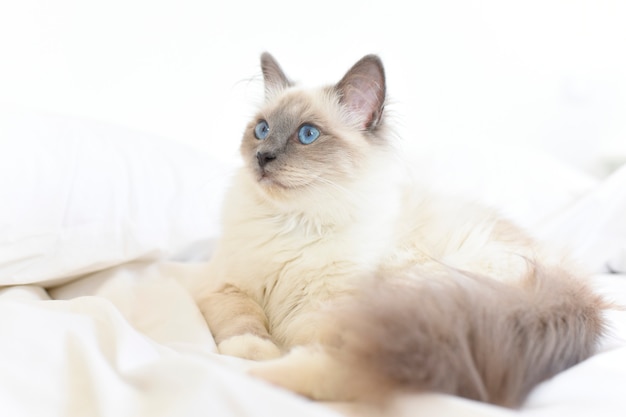 Closeup de gato sacré de birmanie, relaxando na cama