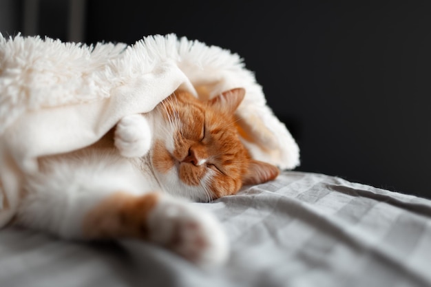 Closeup de gato vermelho branco bonito dormindo sob cobertor quente na cama