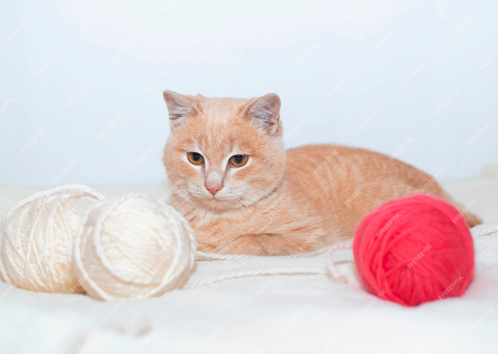 O gato fofo está brincando com uma bola de fios rosa. curioso gatinho  deitado em cima de um cobertor branco e olhando para a câmera. jogos com  animais de estimação. fios de tricô. brinquedos publicitários para gatos.