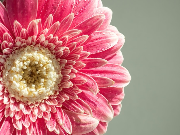 Closeup de gerbera rosa para fundo natural Macro pétalas de flores