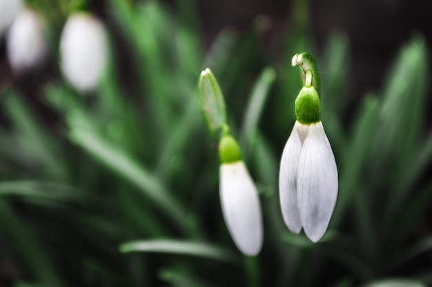 Closeup de gotas de neve brancas com fundo desfocado Primeiras lindas flores na primavera