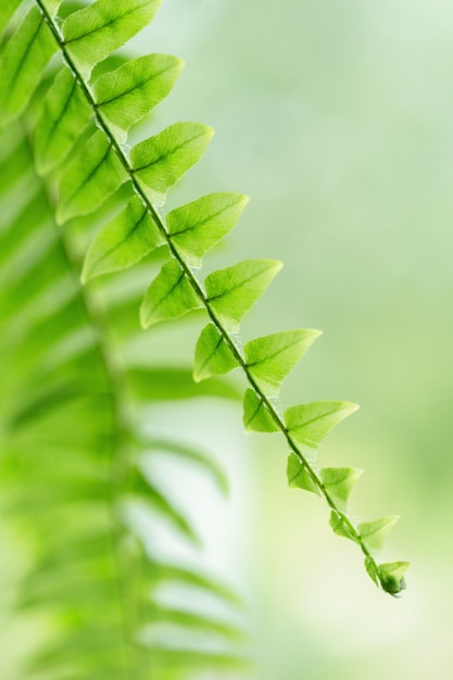 Closeup de grama verde plantas frescas