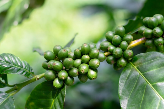 Closeup de grãos de café em galhos de árvores em um campo