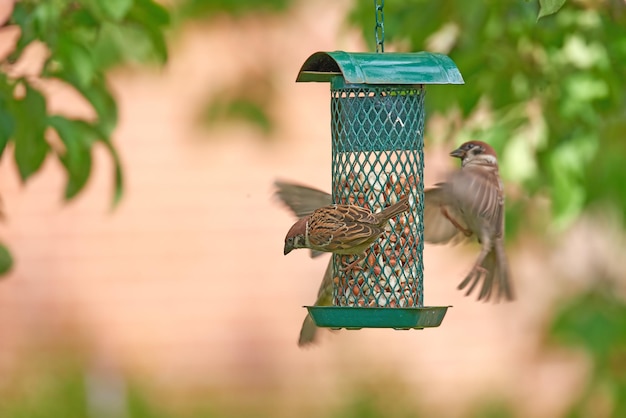 Closeup de grupo de pardais comendo sementes do alimentador de pássaros no jardim em casa Zoom em três pássaros pegando comida e lanches de um recipiente de metal pendurado em uma árvore no quintal