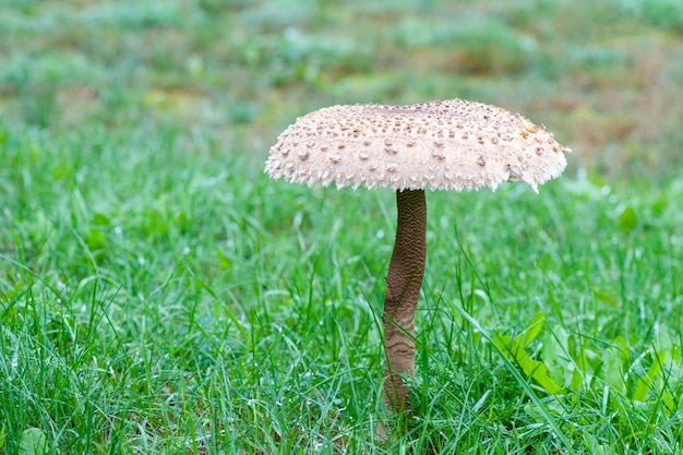 Closeup de guarda-chuva de cogumelo em pé na grama