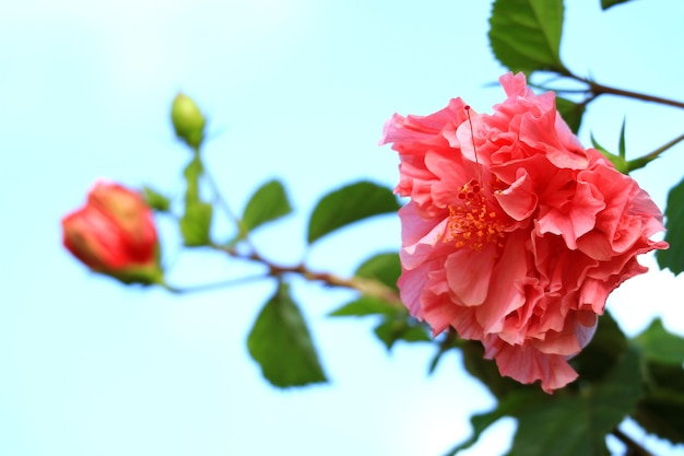 Foto closeup de hibisco mutabilis rosa vibrante ou flor de algodão contra o céu azul