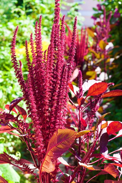 Closeup de inflorescência de amaranto vermelho (amaranthus cruentus) em dia ensolarado