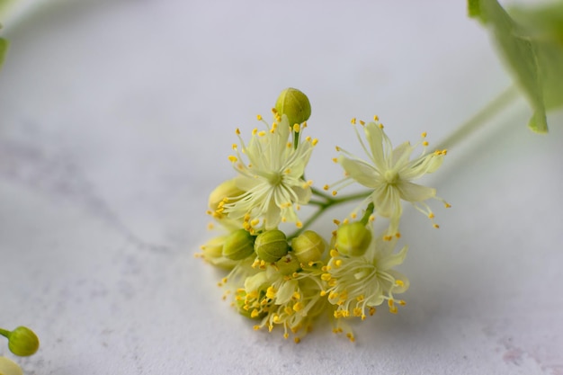 Closeup de inflorescências de tília Lipa Macro Foto Seletiva Foco