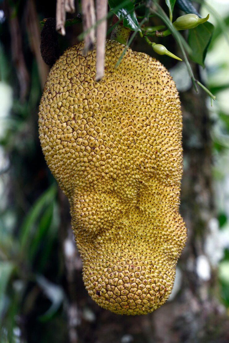 Foto closeup de jaca com frutas maduras