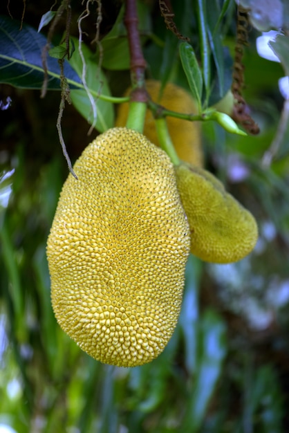 Closeup de jaca com frutas maduras