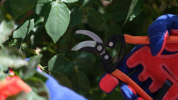 Closeup de jardineiro em luvas cortando plantas com podador em jardinagem ou horticultura