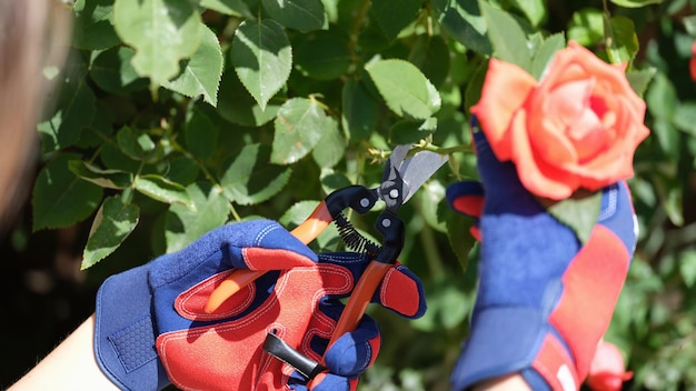 Closeup de jardineiro em luvas de proteção cortando rosa com podador em jardinagem de jardim