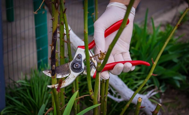 Closeup de jardineiros em luvas de proteção com um podador de jardim fazendo poda de primavera de um foco seletivo de roseira