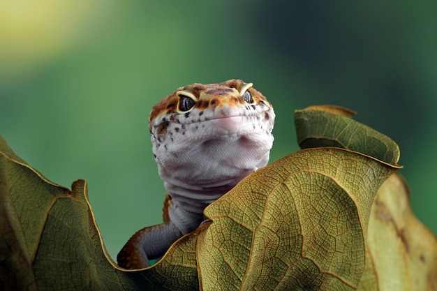 Closeup de lagarto de lagartixa leopardo no galho