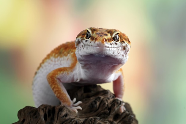 Closeup de lagarto gecko leopardo