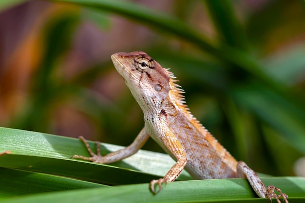 Closeup de lagarto na folhagem se aquecendo ao sol