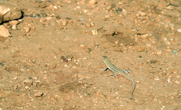 Closeup de lagarto selvagem do deserto