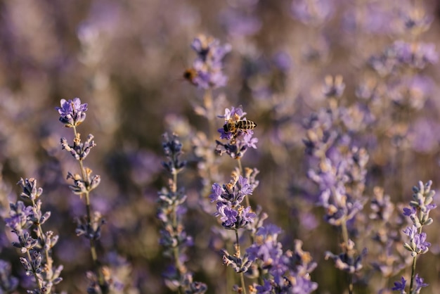 Foto closeup de lavanda fundo roxo agradável de lavanda florescente