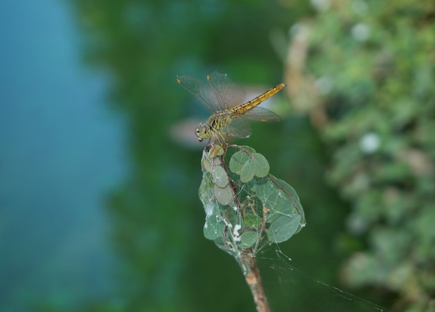 Foto closeup de libélula