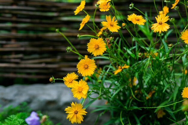 Closeup de lindas flores amarelas no jardim fundo de primavera com lindas flores amarelas primaveraconceito de verãoflores conceito jardins de primaveraflores de primavera