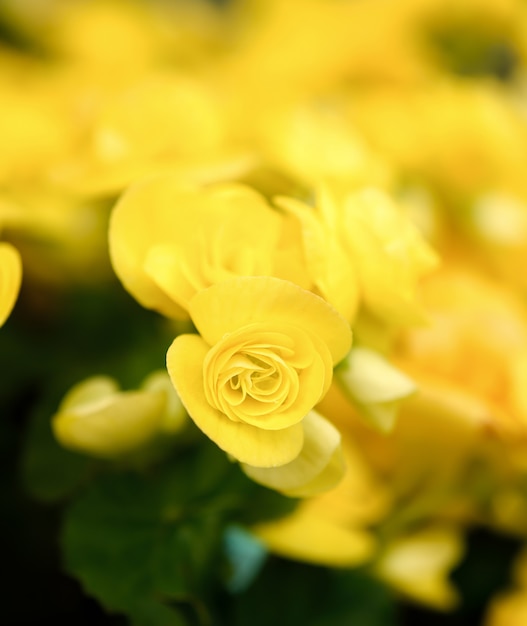 Closeup de lindas flores amarelas no jardim