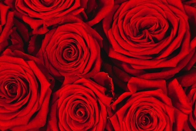 Closeup de lindo buquê de rosas vermelhas Fundo de rosas vermelhas Conceito de romance e dia dos namorados