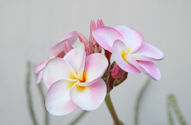 Closeup de lindo Plumeria rosa ou flores de frangipani