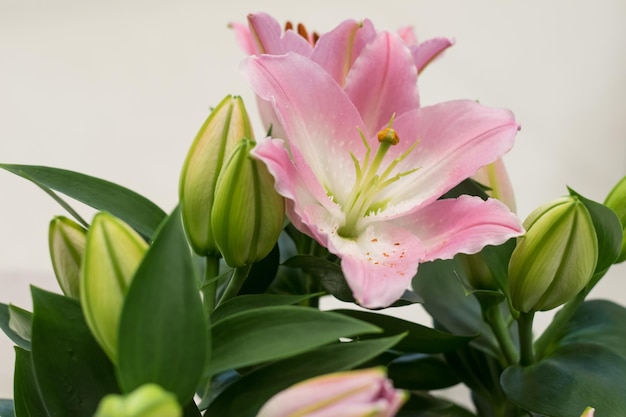 Closeup de lindos lírios cor-de-rosa contra um fundo de folhas verdes