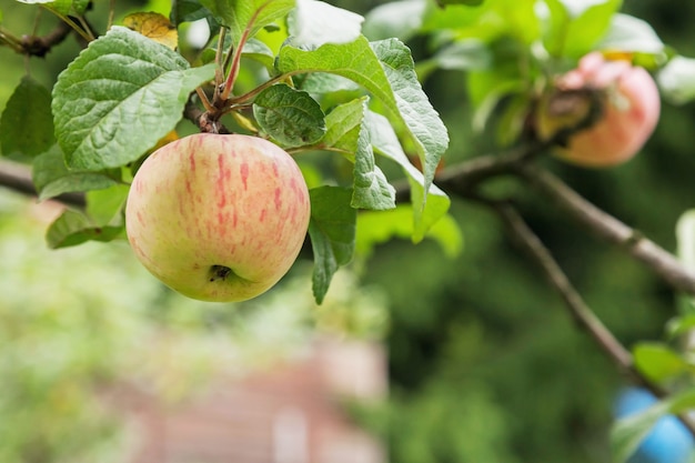 Closeup de maçãs vermelhas frescas maduras em galho de macieira no jardim