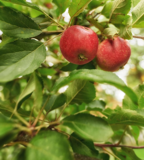 Closeup de maçãs vermelhas frescas saudáveis e deliciosos lanches que crescem para dieta nutricional ou vitaminas Maçã na fazenda de pomar sustentável em zona rural remota com galhos e caules verdes exuberantes