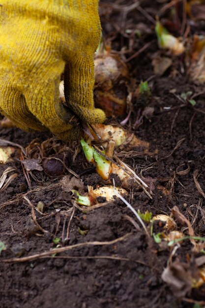 Closeup de mão na luva de trabalho amarelo coletando folhas secas, grama e raízes em torno de brotos de flores de íris no jardim durante o dia Primeiras plantas a florescer na primavera