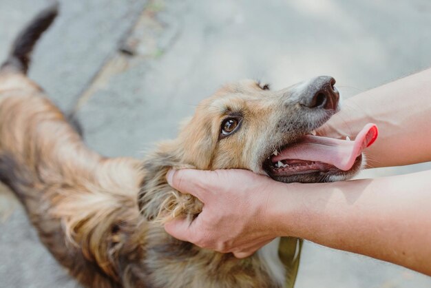 Closeup de mãos acariciando um cachorro grande na cabeça Conceito de amor de apoio à amizade