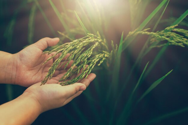 Closeup de mãos de bebê e arroz amarelo dourado em fundo bokeh