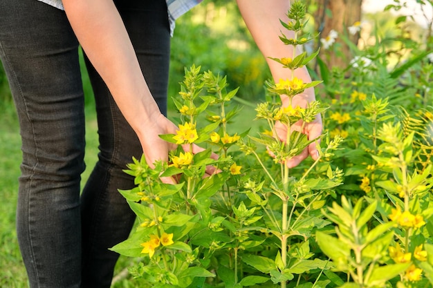 Closeup de mãos de mulher tocando arbusto florescente de loosestrife amarelo