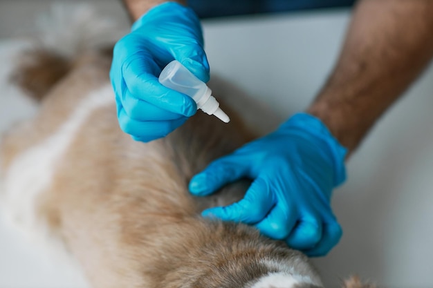 Closeup de mãos enluvadas de veterinário com pequeno conta-gotas de plástico