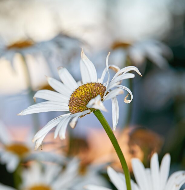 Closeup de margarida branca no campo de flores do lado de fora durante o outono Zoom na deterioração da planta de flores no jardim do quintal no outono Pequena linda flor de Marguerite selvagem elegante