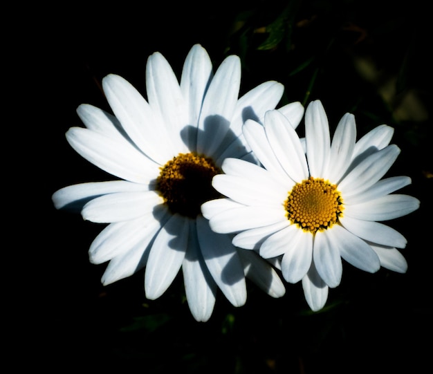 Closeup de margarida em fundo preto