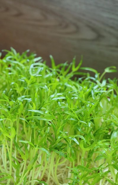 Closeup de microgreens hidropônicos de espinafre de água cultivados como plantas de casa comestíveis