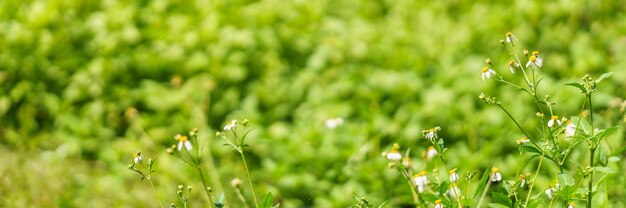 Closeup de mini flor branca com pólen amarelo sob a luz do sol com espaço de cópia usando como plano de fundo verde plantas naturais paisagem ecologia conceito de capa