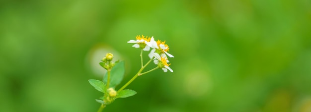 Closeup de mini flor branca com pólen amarelo sob a luz do sol com espaço de cópia usando como plano de fundo verde plantas naturais paisagem ecologia conceito de capa