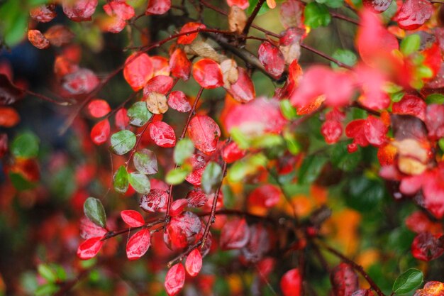 closeup de mini folhas vermelhas orvalhadas