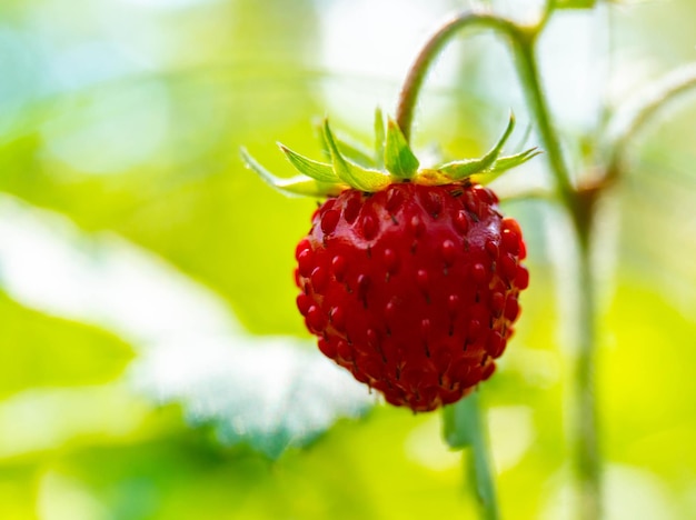 Closeup de morango vermelho selvagem na floresta